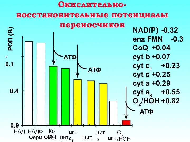 Окислительно-восстановительные потенциалы переносчиков NAD(P) -0.32 enz FMN -0.3 CoQ +0.04 cyt