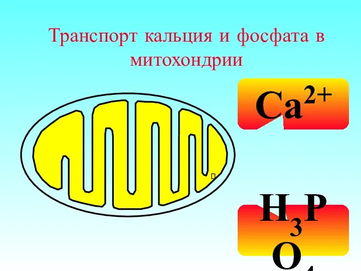 Транспорт кальция и фосфата в митохондрии Ca2+ H3PO4