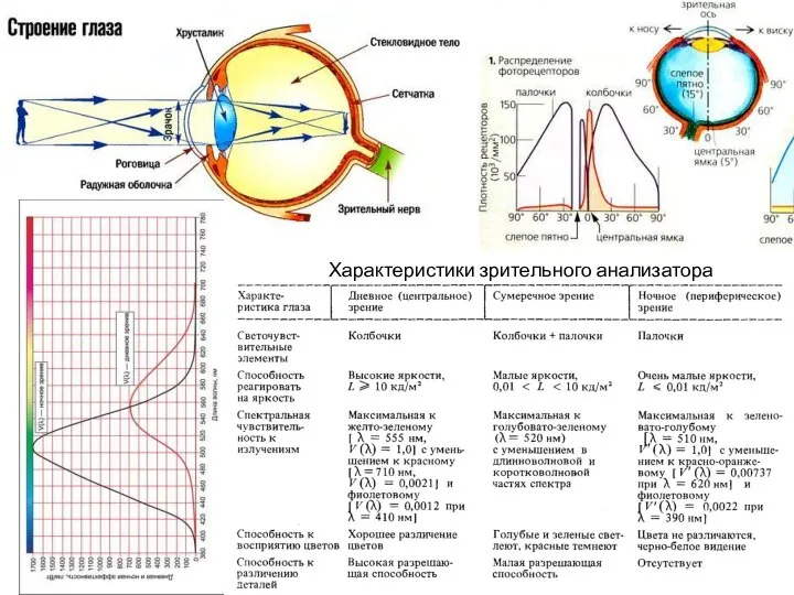 Характеристики зрительного анализатора