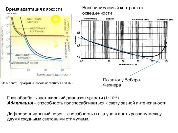 Время адаптация к яркости света Глаз обрабатывает широкий диапазон яркости (1: