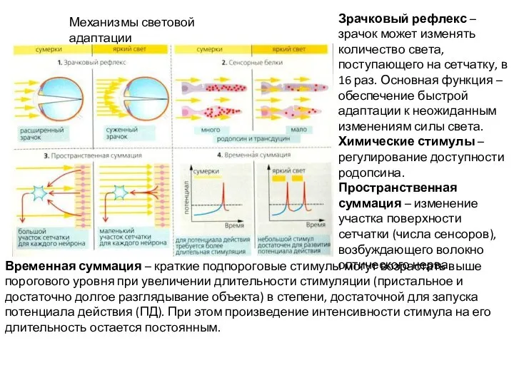 Механизмы световой адаптации Зрачковый рефлекс – зрачок может изменять количество света,