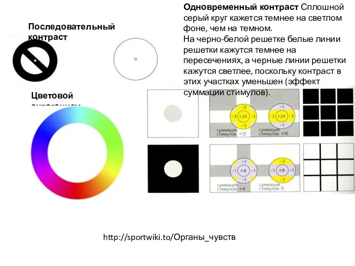 Последовательный контраст Одновременный контраст Сплошной серый круг кажется темнее на светлом