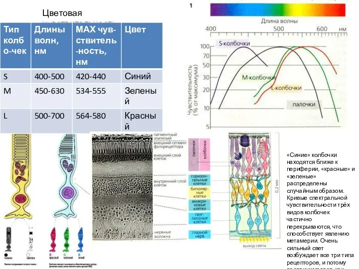 Цветовая чувствительность «Синие» колбочки находятся ближе к периферии, «красные» и «зеленые»