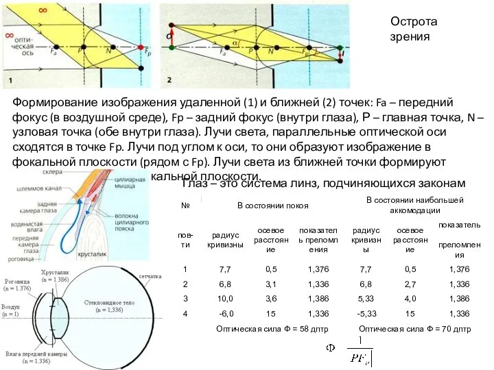 Острота зрения Формирование изображения удаленной (1) и ближней (2) точек: Fa