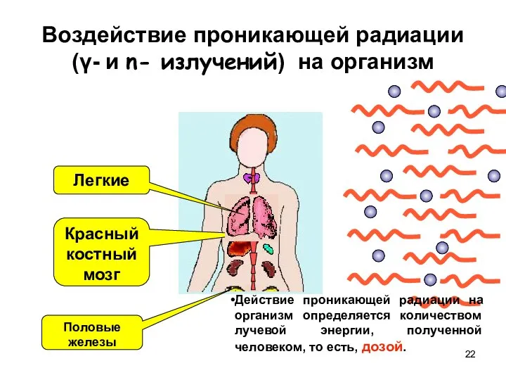 Воздействие проникающей радиации (γ- и n- излучений) на организм Действие проникающей