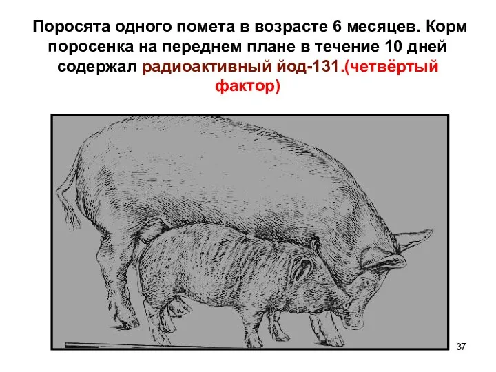 Поросята одного помета в возрасте 6 месяцев. Корм поросенка на переднем