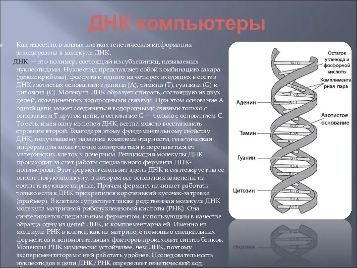 ДНК-компьютеры Как известно, в живых клетках генетическая информация закодирована в молекуле