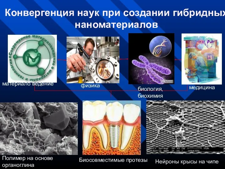 физика материало ведение медицина биология, биохимия Полимер на основе органоглина Нейроны