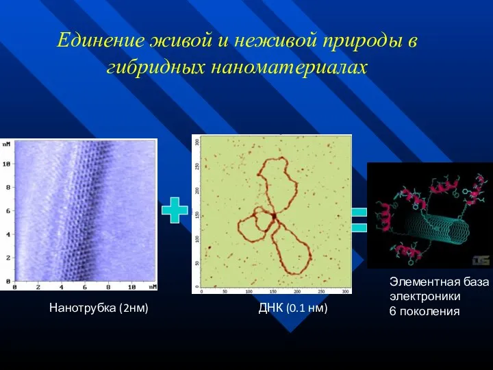 Единение живой и неживой природы в гибридных наноматериалах Нанотрубка (2нм) ДНК