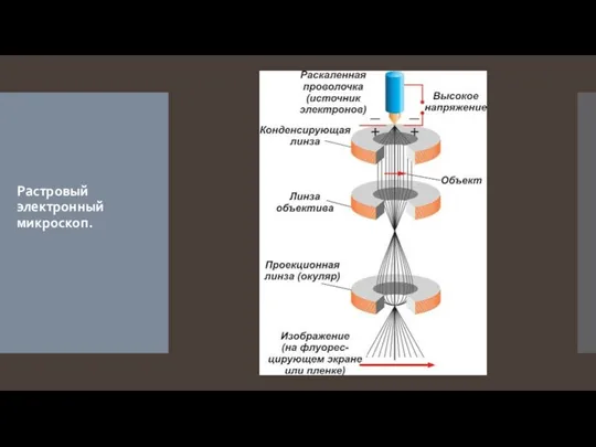 Растровый электронный микроскоп.