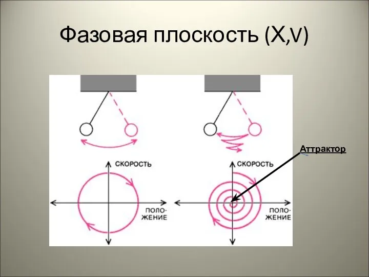 Фазовая плоскость (Х,V) Аттрактор