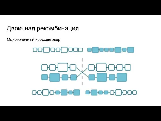 Двоичная рекомбинация Одноточечный кроссинговер