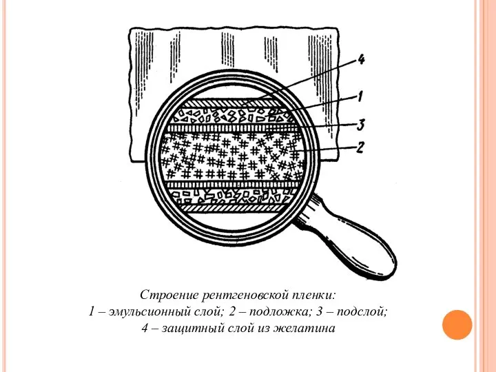 Строение рентгеновской пленки: 1 – эмульсионный слой; 2 – подложка; 3