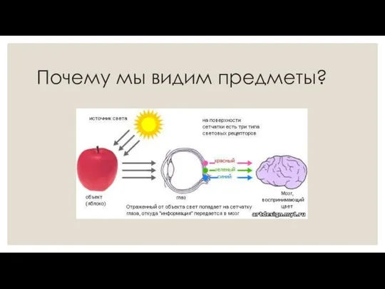 Почему мы видим предметы?