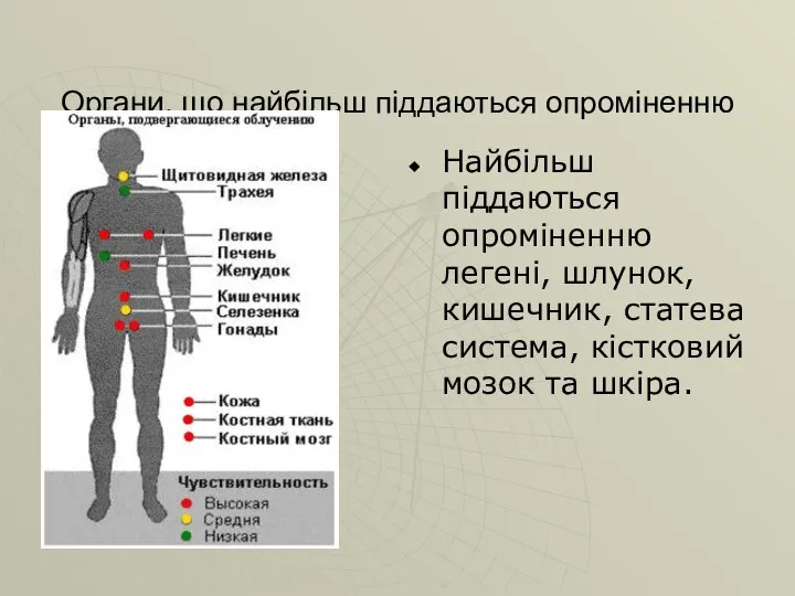 Органи, що найбільш піддаються опроміненню Найбільш піддаються опроміненню легені, шлунок, кишечник,