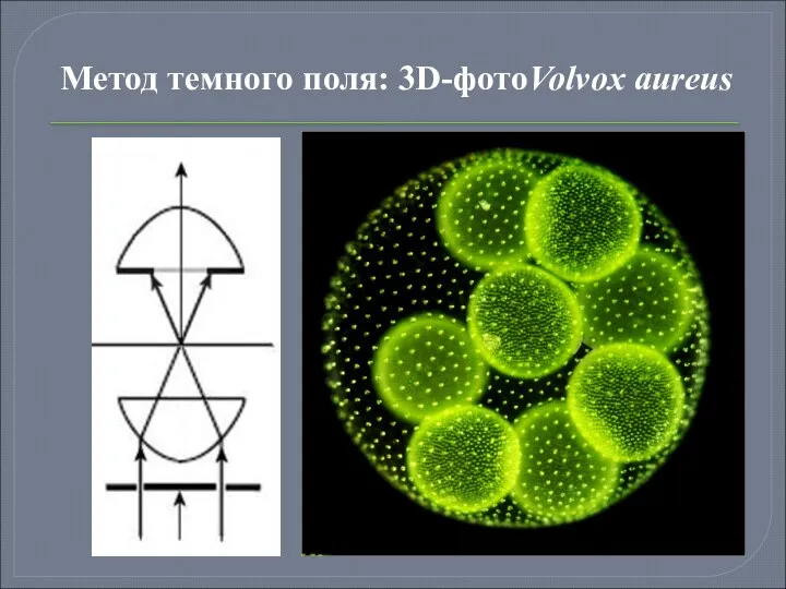 Метод темного поля: 3D-фотоVolvox aureus