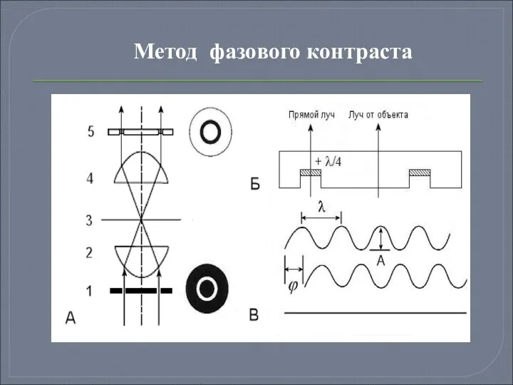 Метод фазового контраста