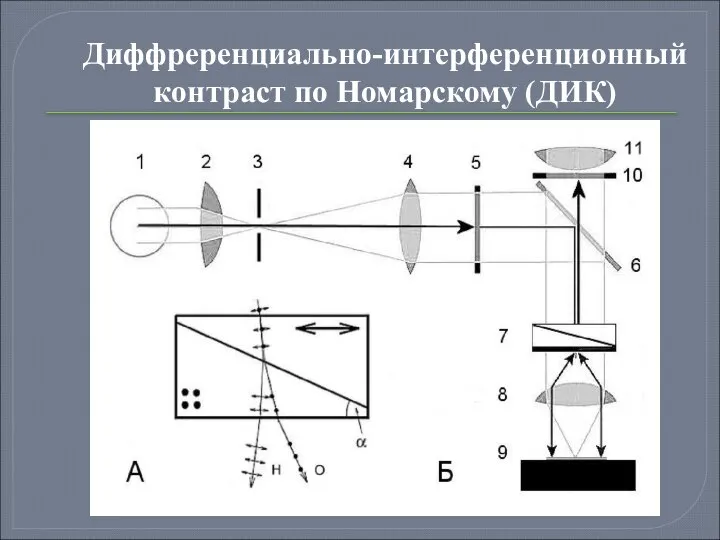 Диффреренциально-интерференционный контраст по Номарскому (ДИК)