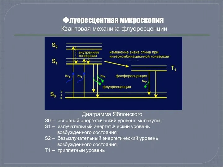 Флуоресцентная микроскопия Квантовая механика флуоресценции Диаграмма Яблонского S0 – основной энергетический