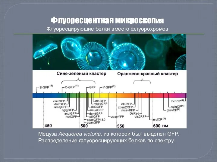 Флуоресцентная микроскопия Флуоресцирующие белки вместо флуорохромов Медуза Aequorea victoria, из которой