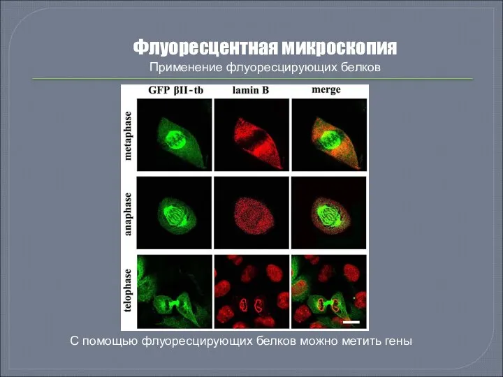 Флуоресцентная микроскопия Применение флуоресцирующих белков С помощью флуоресцирующих белков можно метить гены