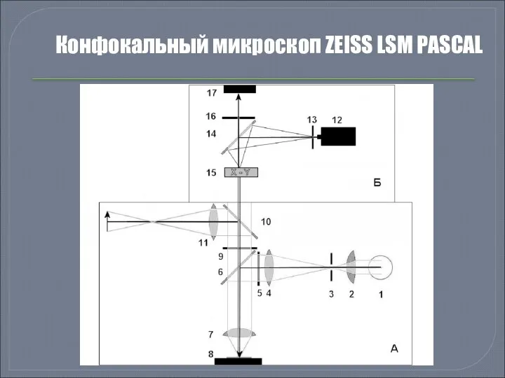 Конфокальный микроскоп ZEISS LSM PASCAL