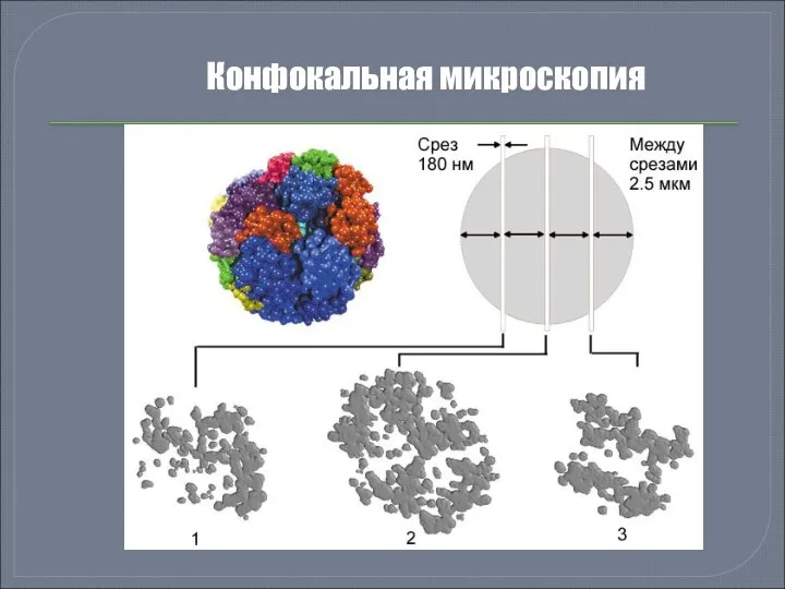 Конфокальная микроскопия