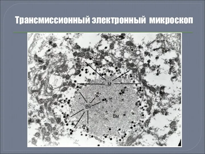 Трансмиссионный электронный микроскоп