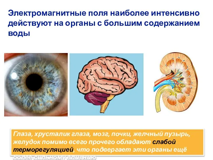 Электромагнитные поля наиболее интенсивно действуют на органы с большим содержанием воды