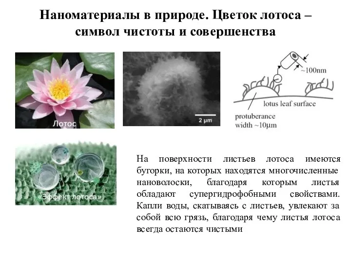 Наноматериалы в природе. Цветок лотоса – символ чистоты и совершенства На