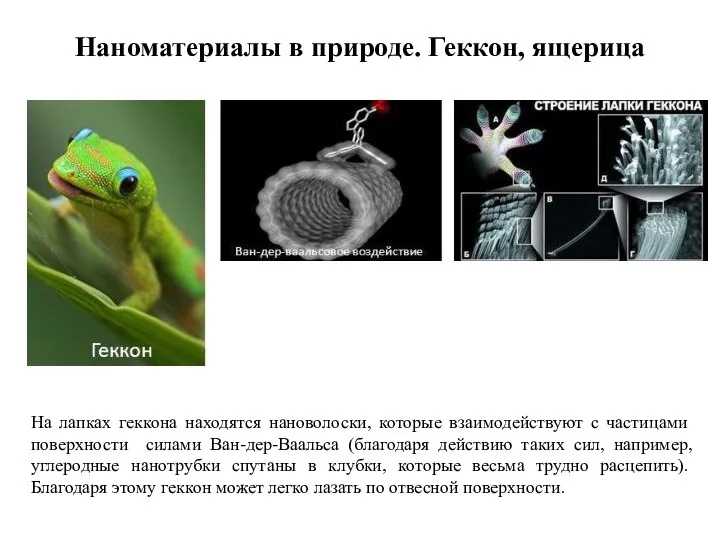 Наноматериалы в природе. Геккон, ящерица На лапках геккона находятся нановолоски, которые