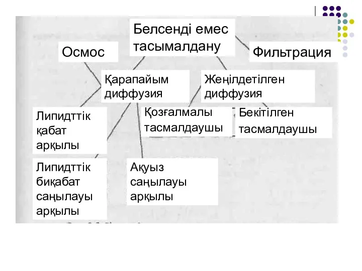 Белсенді емес тасымалдану Фильтрация Осмос Қарапайым диффузия Жеңілдетілген диффузия Липидттік қабат