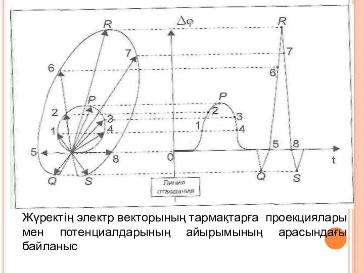 Жүректің электр векторының тармақтарға проекциялары мен потенциалдарының айырымының арасындағы байланыс