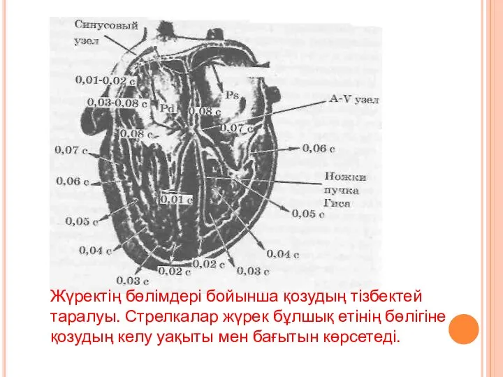 Жүректің бөлімдері бойынша қозудың тізбектей таралуы. Стрелкалар жүрек бұлшық етінің бөлігіне