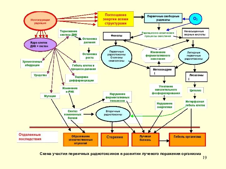 Схема участия первичных радиотоксинов в развитии лучевого поражения организма