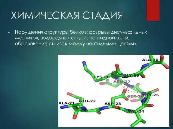 ХИМИЧЕСКАЯ СТАДИЯ Нарушения структуры белков: разрывы дисульфидных мостиков, водородных связей, пептидной