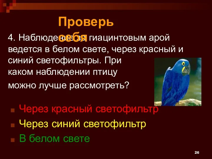 4. Наблюдение за гиацинтовым арой ведется в белом свете, через красный