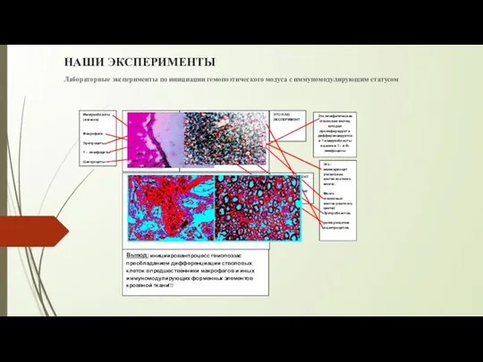 НАШИ ЭКСПЕРИМЕНТЫ Лабораторные эксперименты по инициации гемопоэтического модуса с иммуномодулирующим статусом