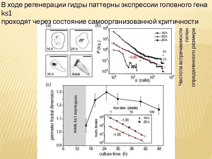 Частота встречаемости пятен определенного размера 16 ч 25ч 45 ч В