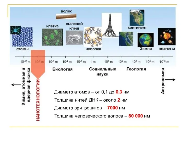 Диаметр атомов – от 0,1 до 0,3 нм Толщина нитей ДНК