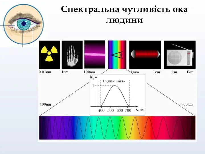 Спектральна чутливість ока людини