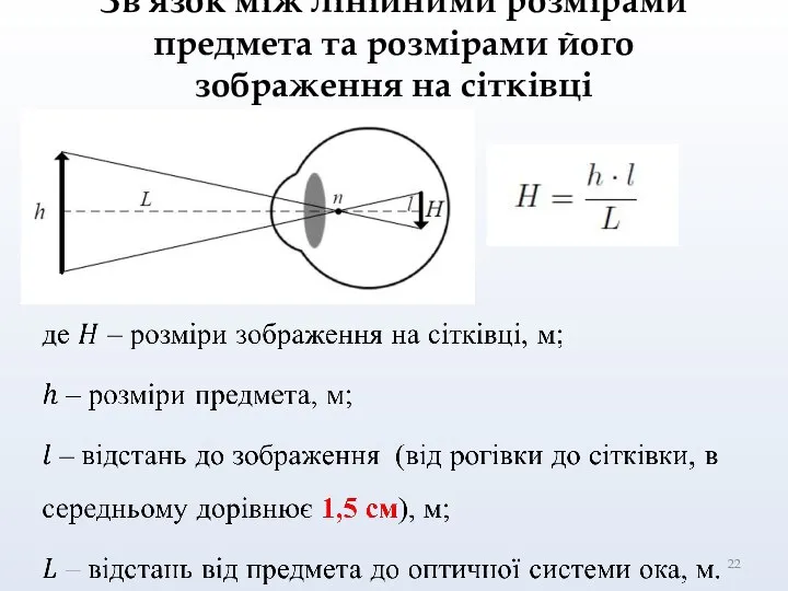 Зв'язок між лінійними розмірами предмета та розмірами його зображення на сітківці