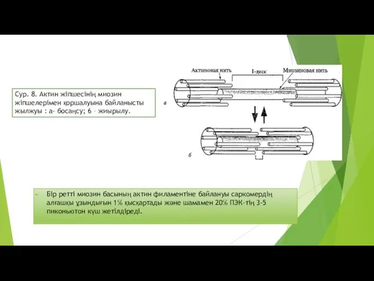 Бір ретті миозин басының актин филаментіне байлануы саркомердің алғашқы ұзындығын 1℅