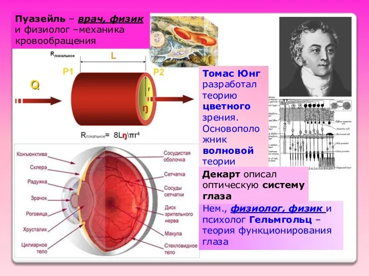 Томас Юнг разработал теорию цветного зрения. Основоположник волновой теории света. Пуазейль