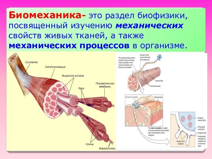 Биомеханика- это раздел биофизики, посвященный изучению механических свойств живых тканей, а также механических процессов в организме.