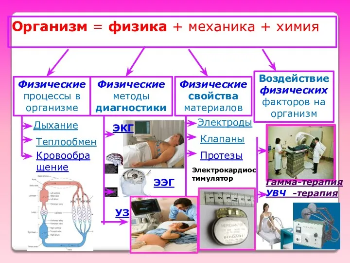 Физические процессы в организме Организм = физика + механика + химия