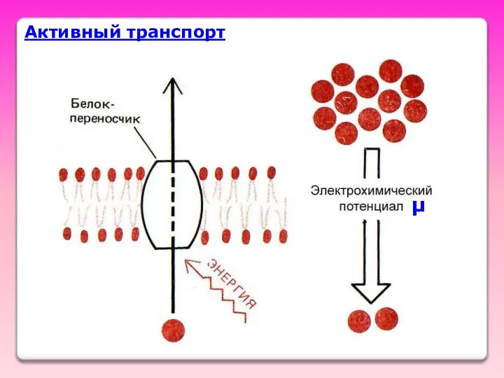 Активный транспорт μ