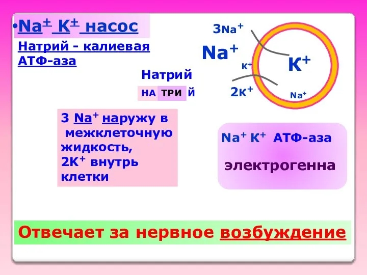 Na+ K+ насос К+ Na+ 2К+ 3Na+ Отвечает за нервное возбуждение