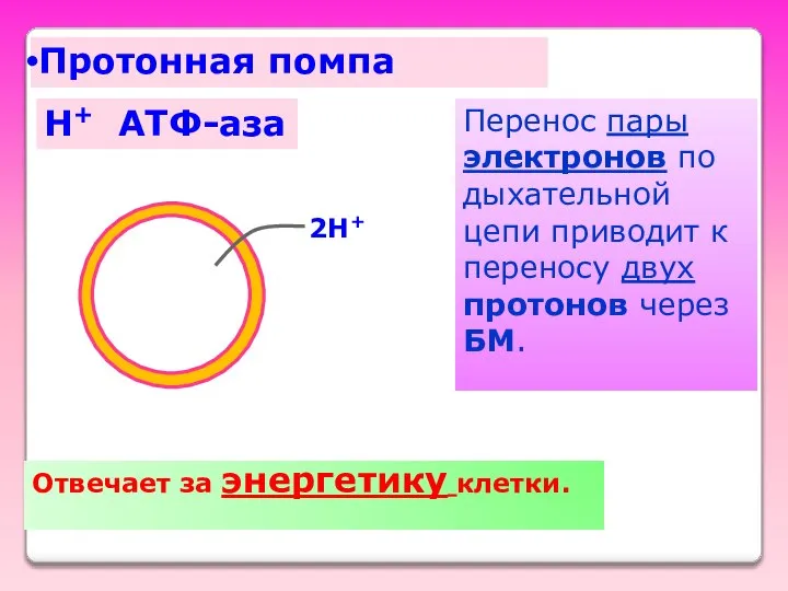 H+ ATФ-аза Протонная помпа 2H+ Отвечает за энергетику клетки. Перенос пары