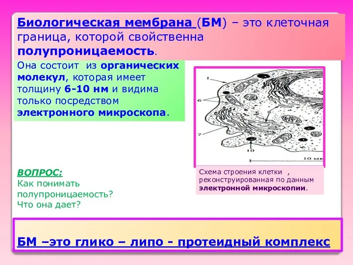 Она состоит из органических молекул, которая имеет толщину 6-10 нм и